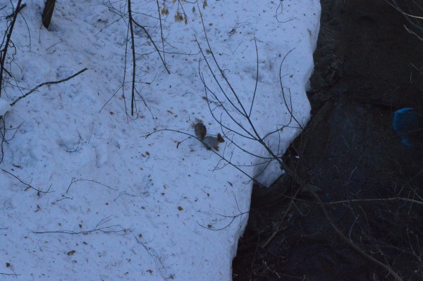Белка прыгает через ручей
