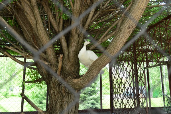 Фото белого павлина на дереве © Илья Земсков