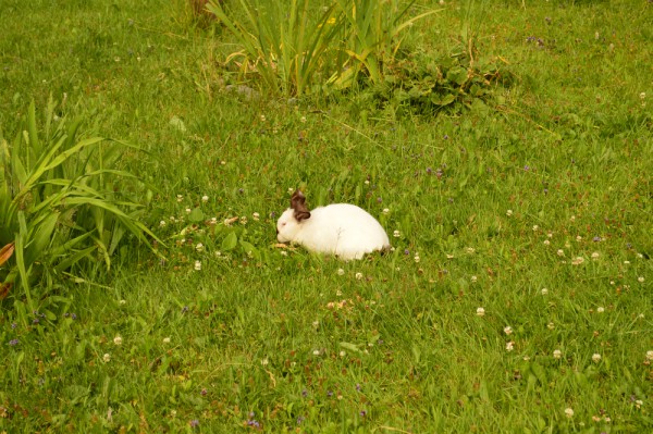 Фото белого кролика на зелёной травке © Илья Земсков