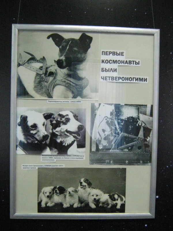 Фотографии первых четвероногих космонавтов © Алёна Груя