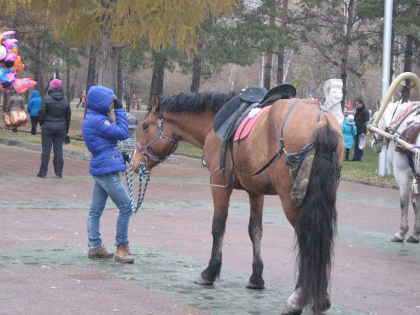 Лошадь напрокат в Нарымском сквере © Алёна Груя