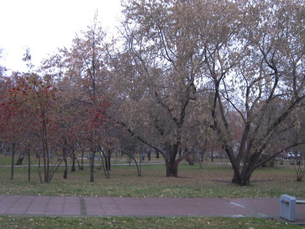 Деревья в Нарымском сквере © Алёна Груя