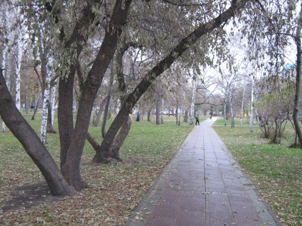 Деревья и дорожка в Нарымском сквере © Алёна Груя