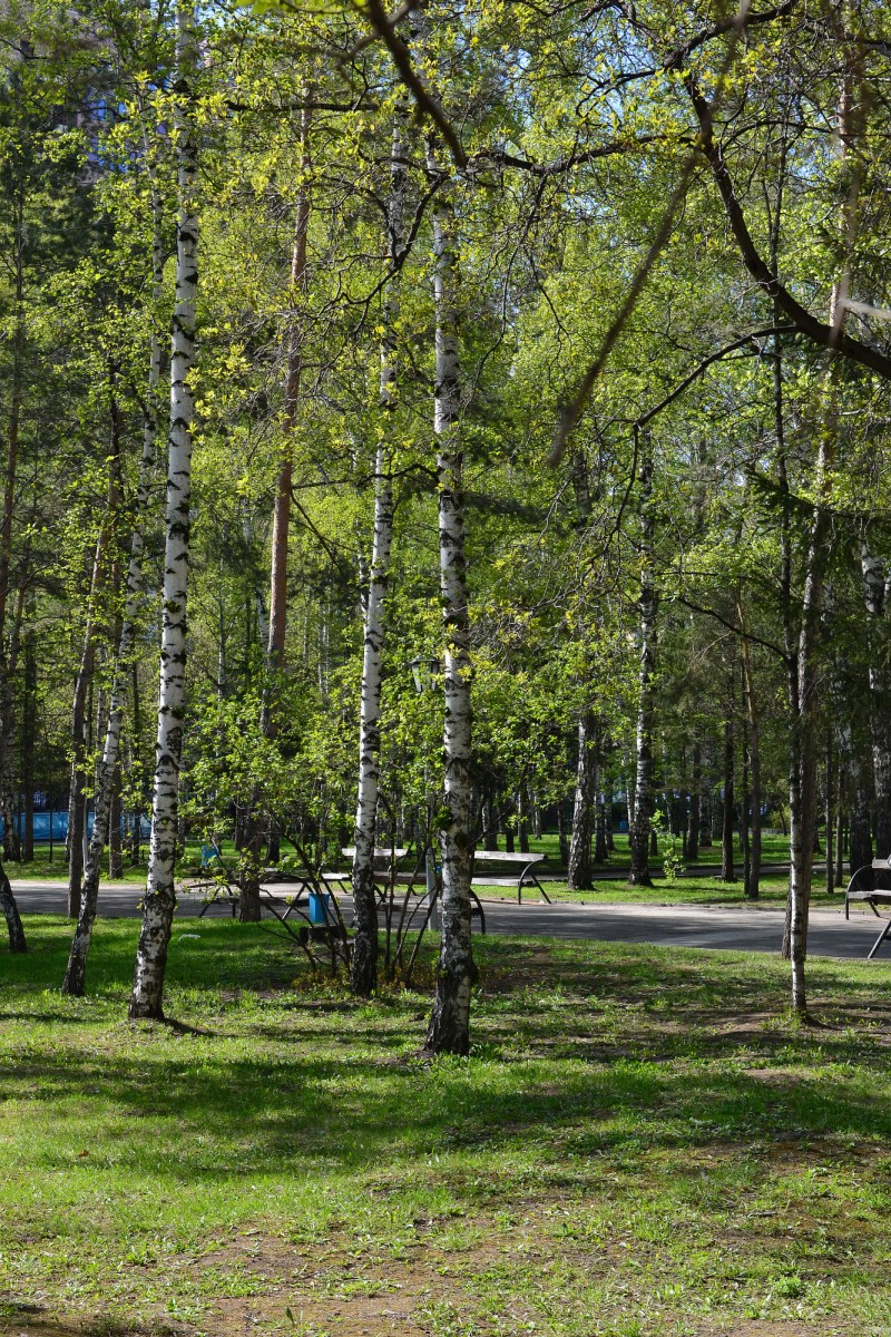 Парка Новосибирск Где Купить