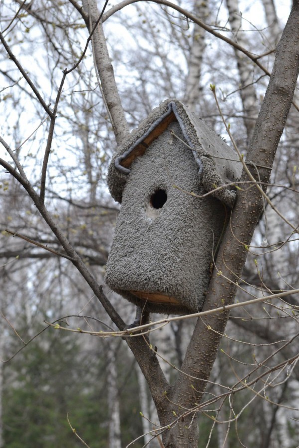 Домик для птиц на дереве в парке © Алёна Груя