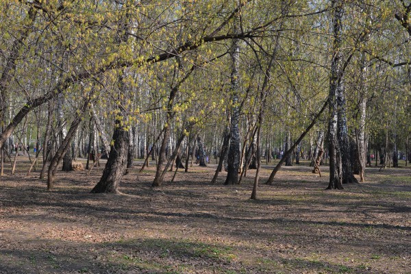 Деревья в ПКиО «Березовая роща» © Алёна Груя