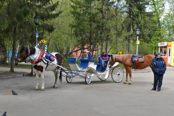 Лошадь с повозкой в Центральном парке © Алёна Груя