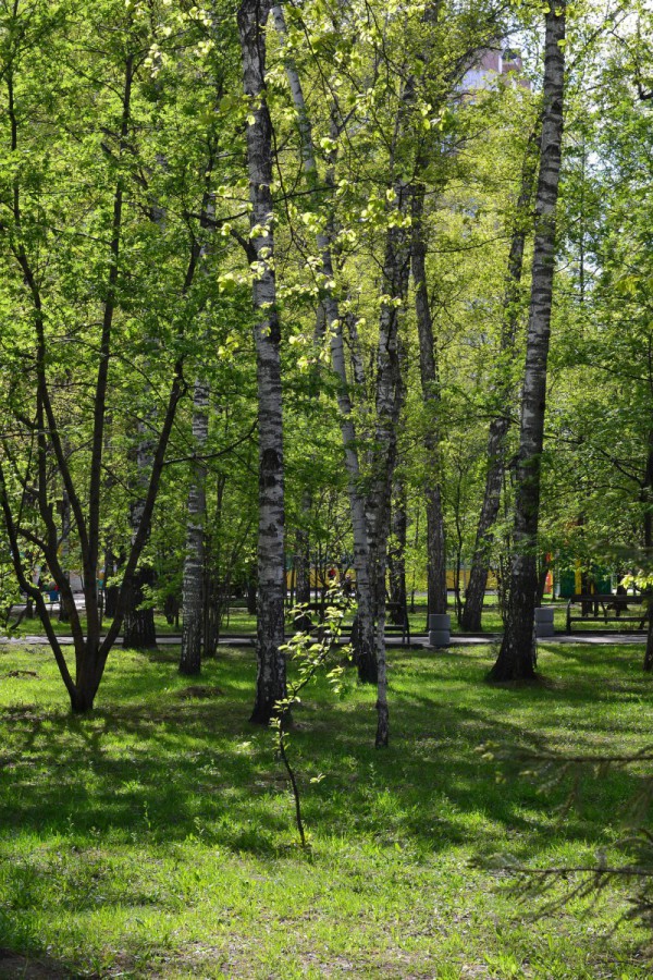 Полянка в Центральном парке © Алёна Груя