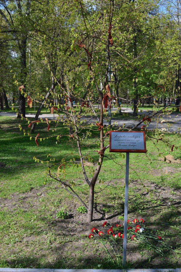 «Дерево Победы» в Центральном парке © Алёна Груя