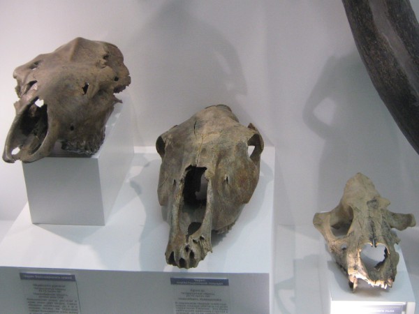 Черепа древних животных – экспонаты Музея природы © Алёна Груя