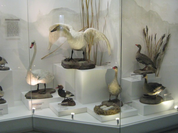 Часть экспозиции «Птицы НСО» © Алёна Груя