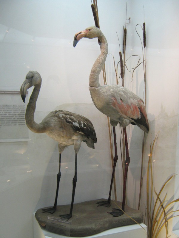 Фламинго – экспонаты Музея природы © Алёна Груя