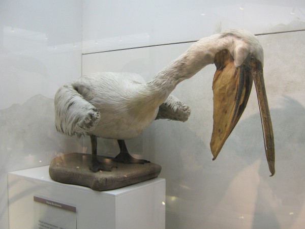 Розовый пеликан – экспонат выставки «Птицы НСО» © Алёна Груя