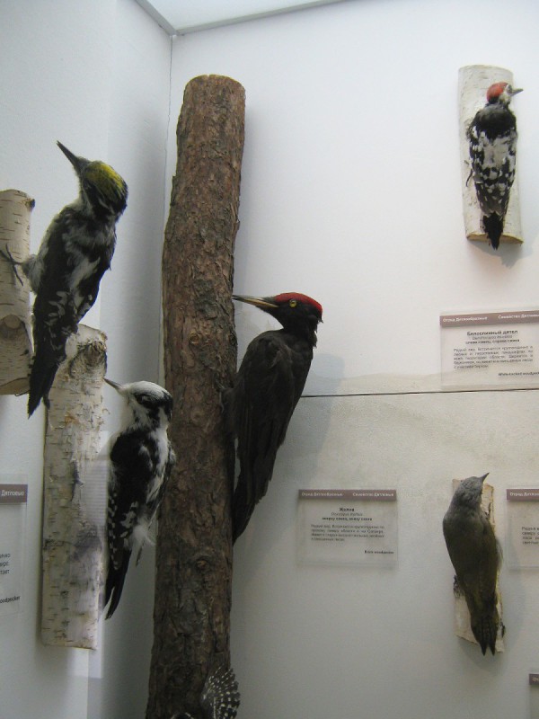 Дятлы – часть экспозиции в Музее природы © Алёна Груя