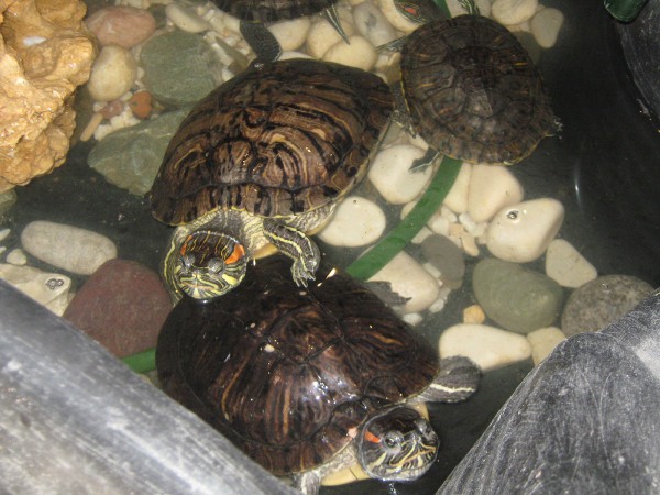 Черепахи в контактном зоопарке © Алёна Груя