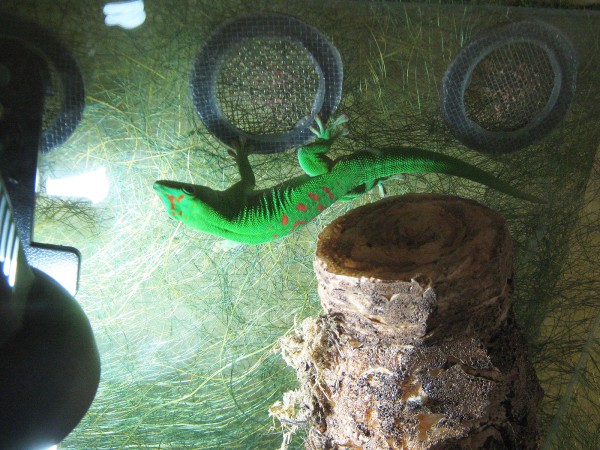 Одна из ящериц, живущих в контактном зоопарке © Алёна Груя