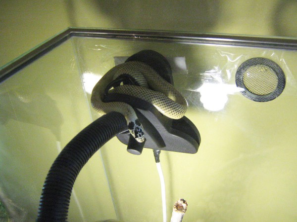 Змея в террариуме в контактном зоопарке © Алёна Груя