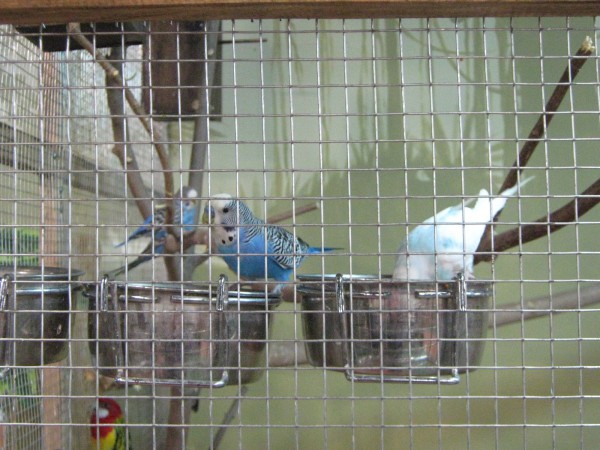 Попугаи в клетке в контактном зоопарке © Алёна Груя