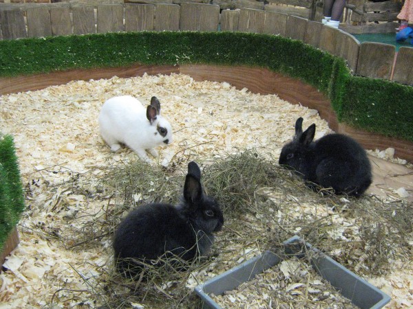 Кролики – обитатели «Лесного посольства» © Алёна Груя