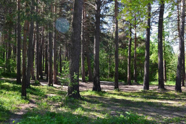 Деревья в Заельцовском парке © Алёна Груя