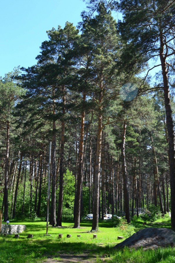 Сосны в Заельцовском парке Груя