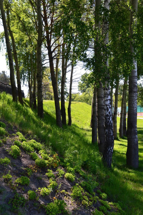 Деревья и пригорок в Заельцовском парке © Алёна Груя