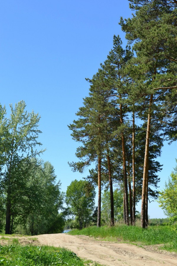 Дорога и деревья возле Заельцовского парка © Алёна Груя