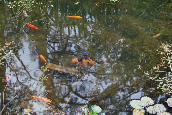 Золотые рыбки в пруду Ботанического сада. В холодное время года их вылавливают для зимовки, а весной, летом и ранней осенью можно полюбоваться красотой блестящих спинок