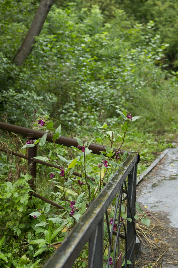 Кусочек «дикого» уголка Эдемского сада © Алёна Груя