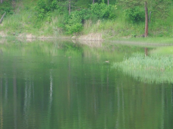 Уточка с утятами в озере © Елена Пак