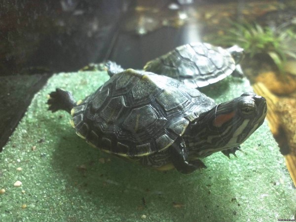 Красноухая черепаха © Забара Оксана, http://akvazelen.ru/photo/reptilii/cherepakha_krasnoukhaja/12-0-908