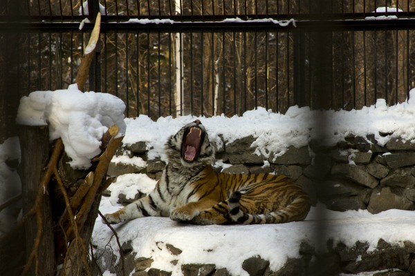 Тигр зевает © Екатерина Маринина