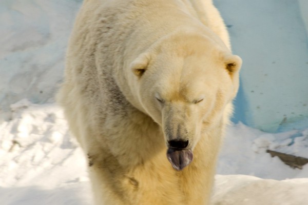 Белый медведь показывает язык © Екатерина Маринина