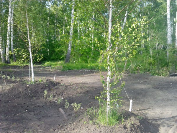 Молодые деревца, высаженные по обеим сторонам новой дороги © Александр Матвеев