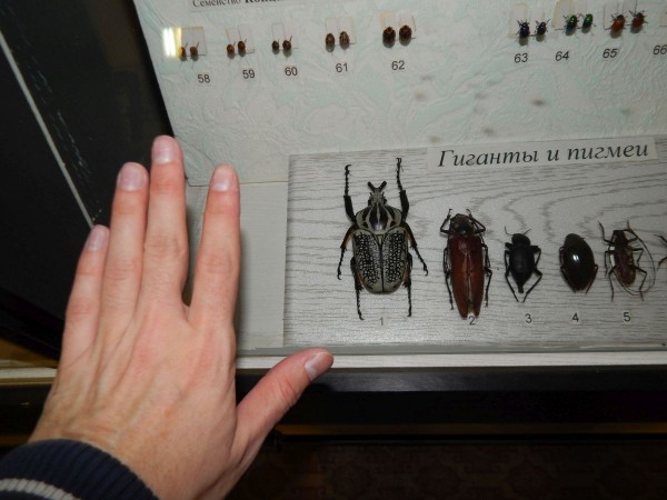Гигантский жук в сравнении с человеческой рукой © Александр Матвеев