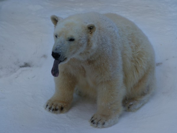 Белый медведь показывает длинный язык