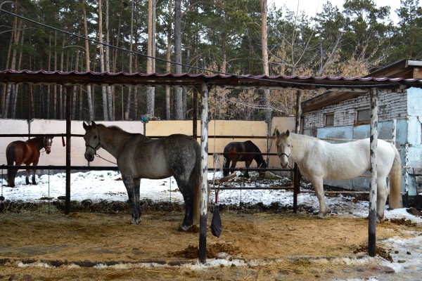 Лошади в стойле © Наталья Поморцева