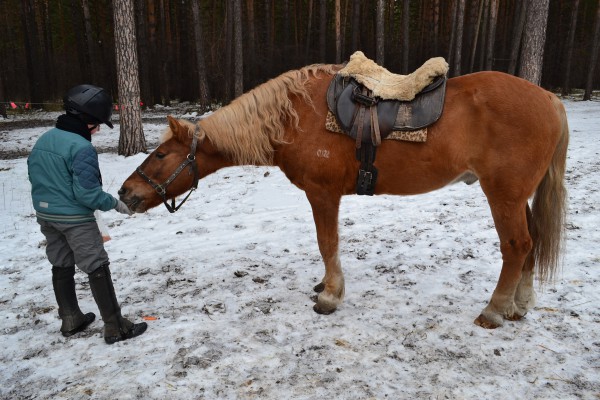 Морковка – одно из любимых лакомств лошадей © Наталья Поморцева